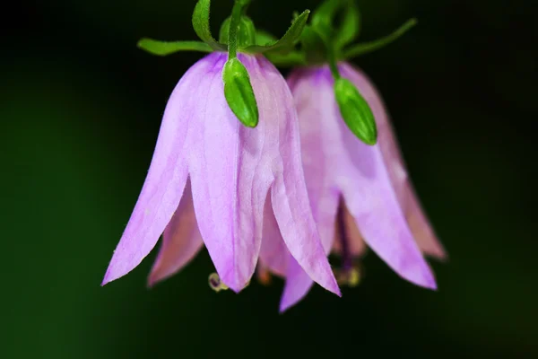 Azul Campanula rapunculoides flores — Fotografia de Stock