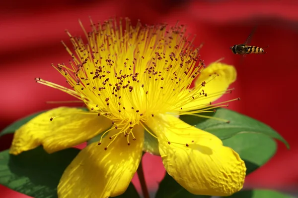 Желтый цветок Hypericum beanii — стоковое фото