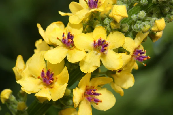 Yellow flowers Verbascum Nigrum — Stock Photo, Image