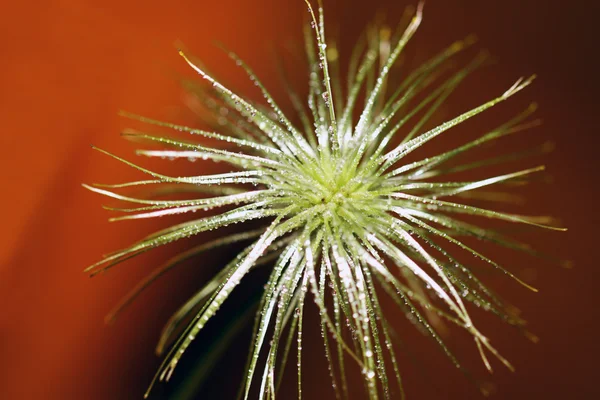 Overblown seed pod clematis — Stock Photo, Image