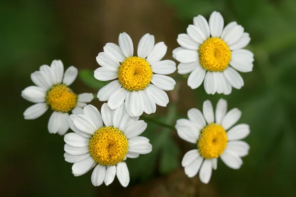 Matricaria chamomilla- die Kamille riecht stark — Stockfoto