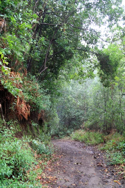 Forêts de lauriers — Photo