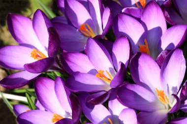 Güneş karşı ilk çiğdemler