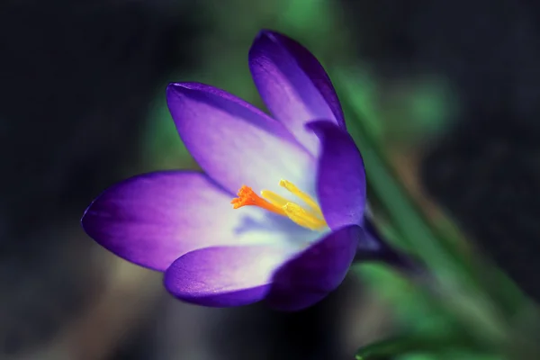 A crocus közel — Stock Fotó