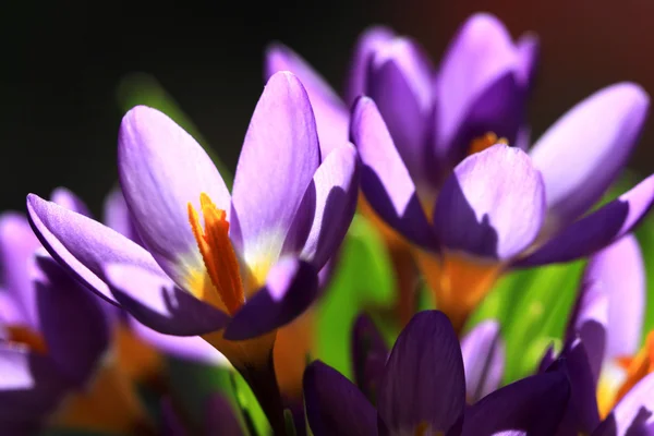 Sunny crocuses — Stock Photo, Image