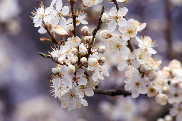 El sol de primavera despierta la naturaleza —  Fotos de Stock