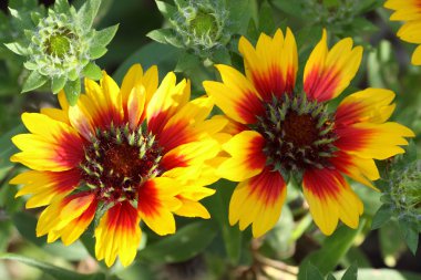 Güzel Gaillardia çiçekler