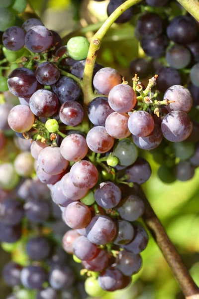 Blue grapes ready to pick — Stock Photo, Image