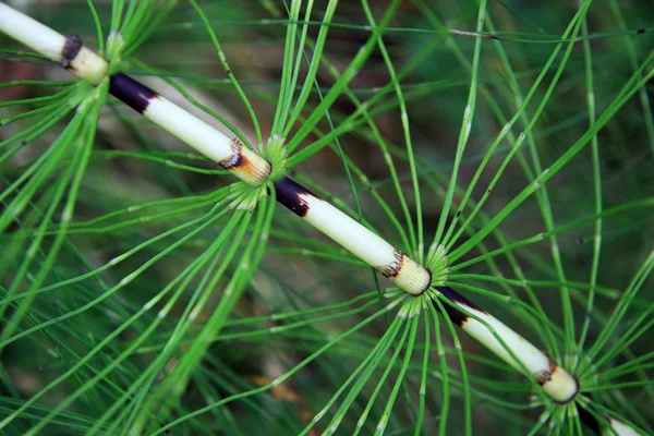 Planta herbácea Equisetum arvense — Fotografia de Stock