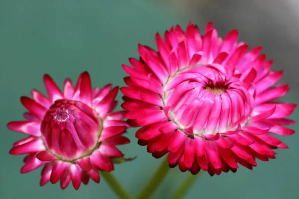 Цветки гелихризума Монстрозума — стоковое фото