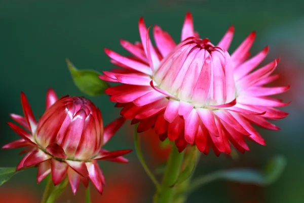 Helichrysum Monstrosum kwiaty — Zdjęcie stockowe