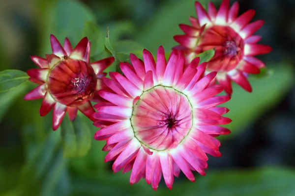Helichrysum Monstrosum kwiaty — Zdjęcie stockowe