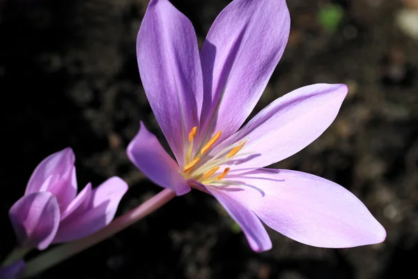 Colchicum autumnale, mérgező növények és virágok — Stock Fotó