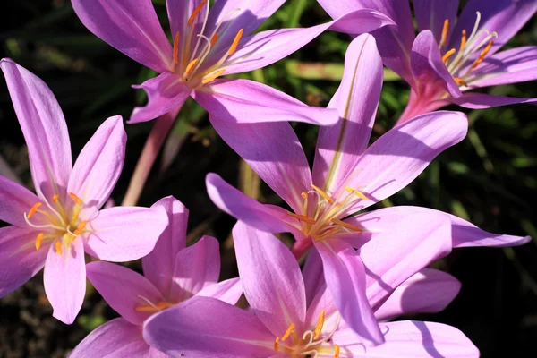 Colchicum autumnale, toxic plants and flowers — Stock Image Colchicum autumnale, toxic plants and flowers Stock Image