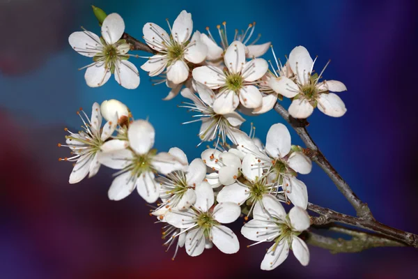 Prunus spinosa flores —  Fotos de Stock
