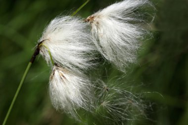Eriophorum angustifolium