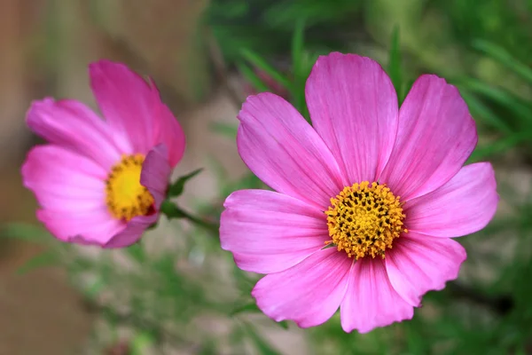 Fleurs cosmos roses — Photo