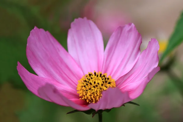 Delicate Cosmos flower — Stock Photo, Image