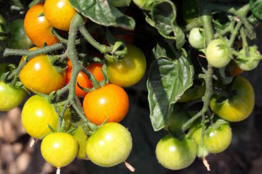 Bush domates yeşil domates ile