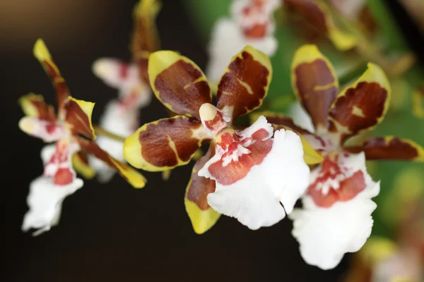 Pequena orquídea de flores — Fotografia de Stock