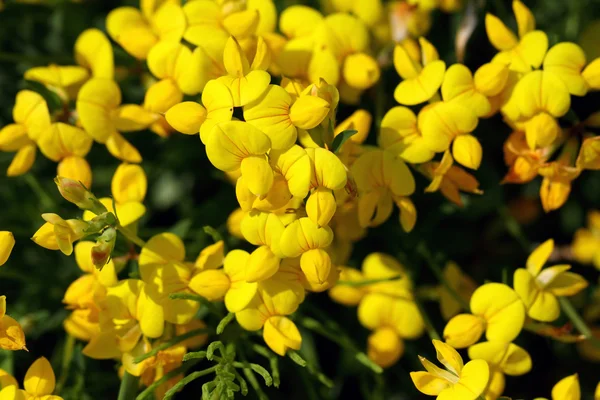 Lotus corniculatus var. acúfenos — Foto de Stock