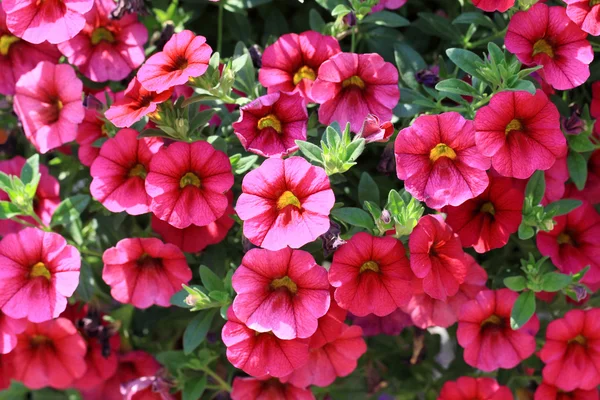 Červené květy Petunie — Stock fotografie