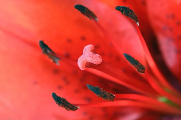 Lily Flower blisko — Zdjęcie stockowe