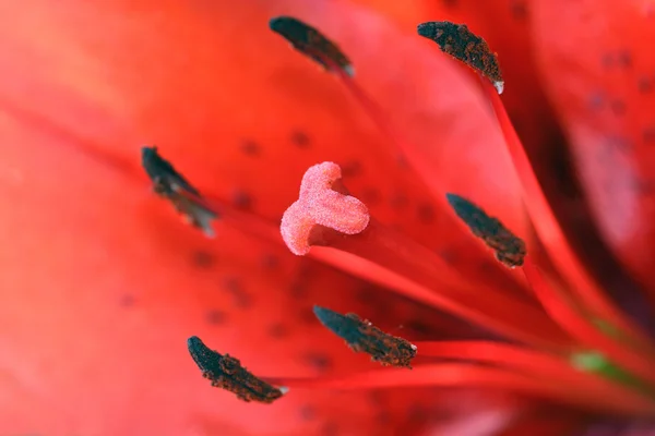 Lily Flower közel — Stock Fotó