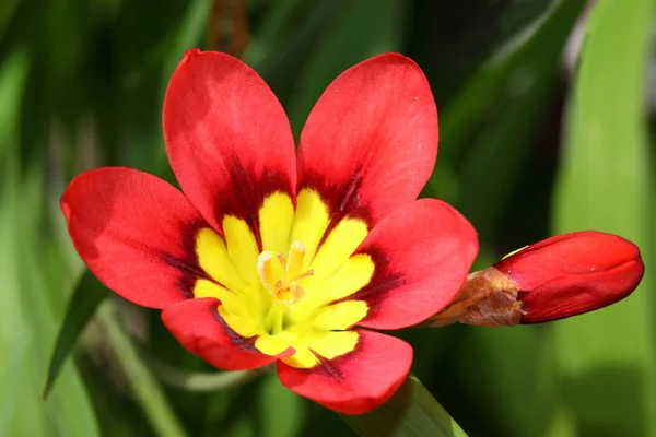 Fiori di Ixia rosso-gialli — Foto Stock