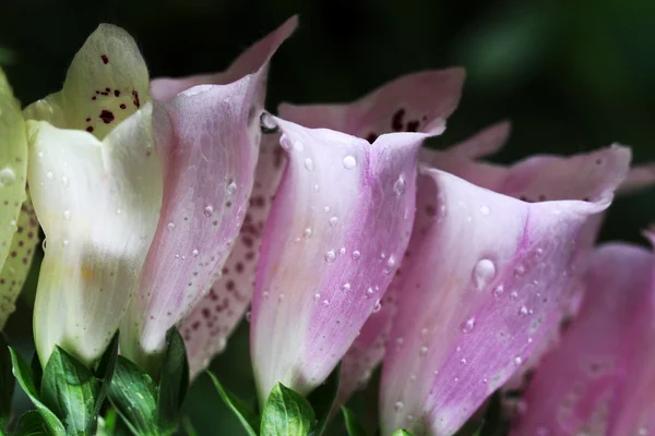 Digitalis purpurea bloemen — Stockfoto