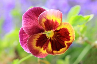 Üç renkli bir Hercai Menekşe