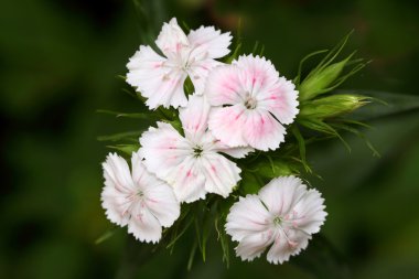 Dianthus barbatus