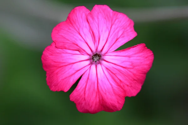 Silene coronaria Blume — Stockfoto