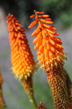 Kniphofia çiçek
