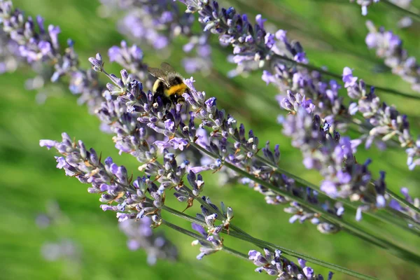 Lavandula angustifolia of lavendel — Stockfoto