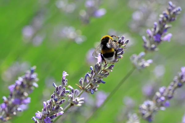 Lavendel met hommel — Stockfoto