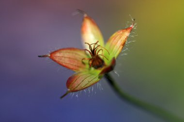 Şişirilmiş Sardunya pratense çiçek Close-Up