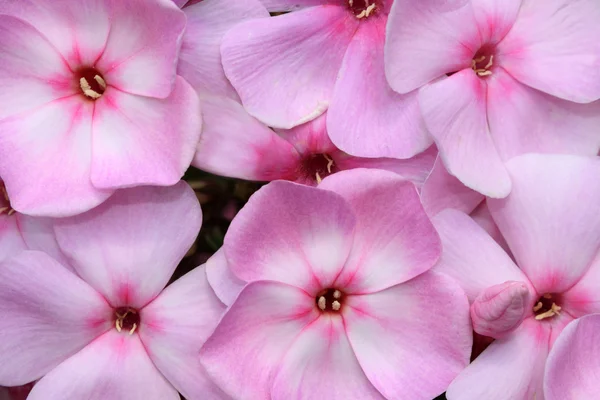 フロックス ジュニア花束 — ストック写真