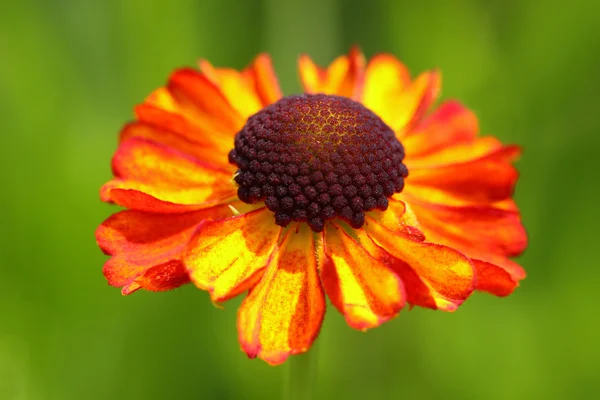 Ενιαίο λουλούδι Helenium — Φωτογραφία Αρχείου