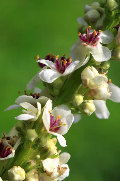 Scrophulariaceae — Fotografia de Stock