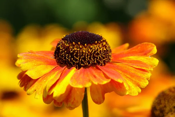 Helenium flower — Stock Photo, Image