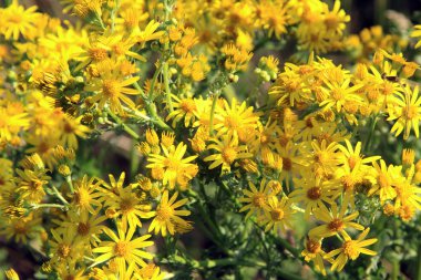 Zehirli Jacobaea vulgaris