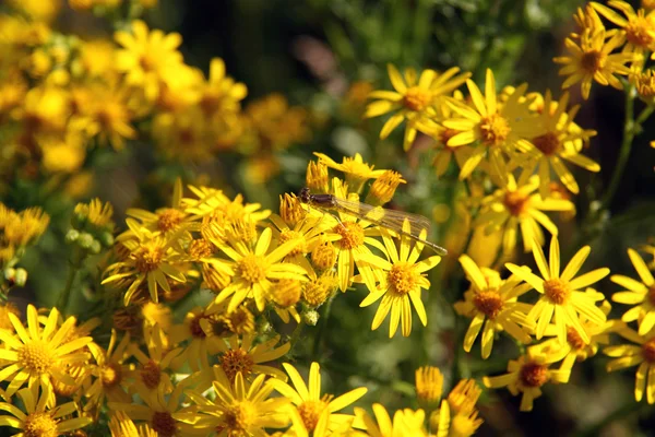 Toxic Jacobaea vulgaris with yellow dragonfly — Stock Photo, Image