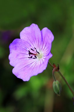 Sardunyalar - ıtır çok yıllık bir bitkidir