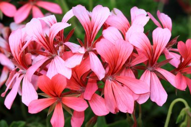 Sardunya peltatum veya Fransız askı