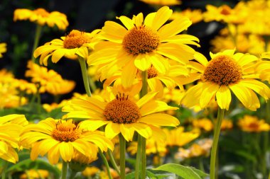 Heliopsis helianthoides çiçek