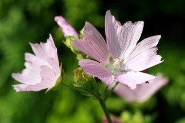 Malva moschata