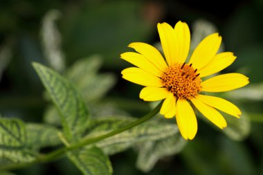 Helianthus 'Lemon Queen'
