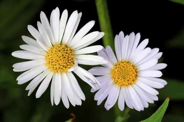 Flores brancas aster — Fotografia de Stock