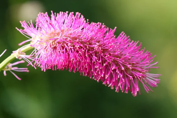 Родовик tenuifolia — стокове фото